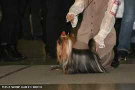 minishop.narod.ru Revenok