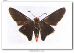 butterfliesofamerica.com Revta