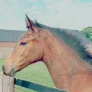 pferde-mehrhoog.de Rewina