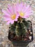 kakteen-niess.at Reyesi