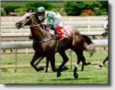 justracing.com.au Riarna