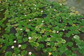 bubasvabe.blog.siol.net Ribnik