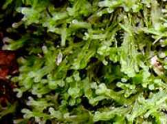 filogenetica.org Ricardia