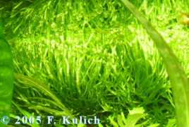 Ricchia