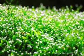plantacquari.it Riccia