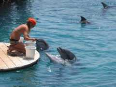 isra-travel.com Rifais