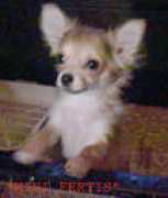 nifertiti-plus.narod.ru Rijaya