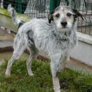 aid.animaux.free.fr Riquette