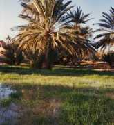 lexicorient.com Rissani