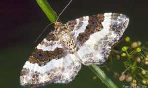 Rivata