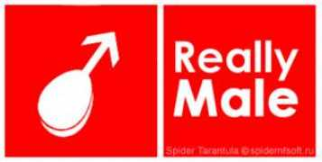 spidernfsoft.ru Rmale