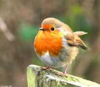 Robinss