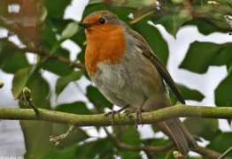 Robinss