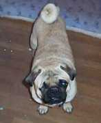 bluegras.startlogic.com Rockco