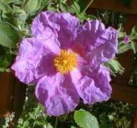Rockrose