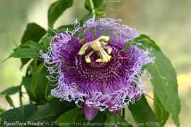 passiflora.it Roedie