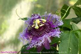 passiflora.it Roedie