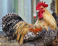 feathersite.com Rombauts