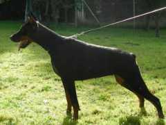 Ronado