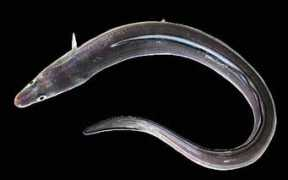 mimmorapisarda.it Roncu