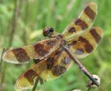 bugguide.net Roragen