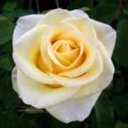 giftaplant.com Rosdiana