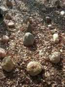 begehbare-labyrinthe.de Rosebur