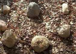 begehbare-labyrinthe.de Rosebur
