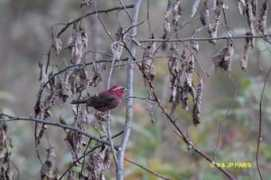 baladeornithologique.com Roselin