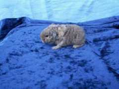 roslagsvagnar.se Rosemine