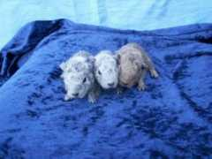 roslagsvagnar.se Rosemine