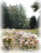 histoires-de-roses.com Rosenacker