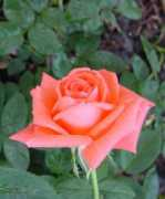 Rosep