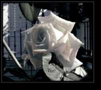 treklens.com Rositaa