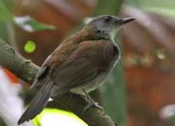 worldbirds.eu Rosquist