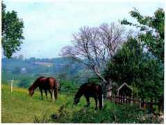 morganhorse.org.uk Rossau