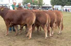 limousine-konsulent.dk Rosvald