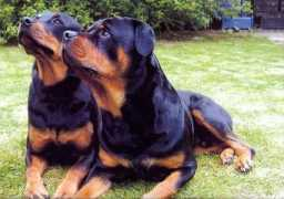 digitaljournal.com Rottweilers