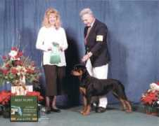 falconcrestrottweilers.com Rottweilers