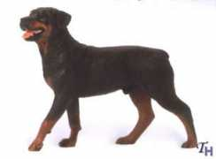 Rottweilers