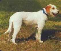 Roveti