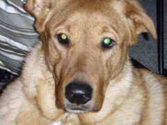 gotpetsonline.com Rownan