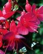fuchsia.passion.free.fr Rozain