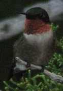 utopianature.com Rthr
