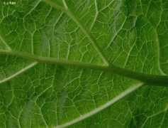 Rubarb