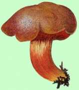 Rubinus