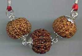Rudraksha