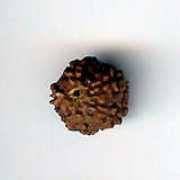 Rudraksha