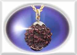 Rudraksha