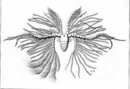 solomonsmusic.net Ruedemann